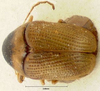Media type: image; Entomology 20035   Aspect: habitus dorsal view